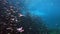 Underwater landscape and vegetation in lake cenote