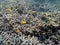 Underwater landscape with yellow fishes and sharp corals. White coral reef in tropical sea.