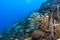 Underwater, Lembeh Strait,Indonesia