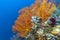 Underwater, Lembeh Strait,Indonesia