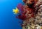 Underwater, Lembeh Strait,Indonesia