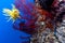 Underwater, Lembeh Strait,Indonesia