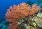 Underwater, Lembeh Strait,Indonesia