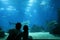 Underwater life at aquarium