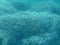 Underwater life - aquatic plant carpet in Kolona double bay Kythnos island Cyclades Greece, Aegean sea.