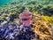 Underwater life. Colorful Coral Reef in Koror, Palau Islands. Pristine Paradise.