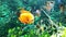 Underwater life of colorful exotic fish in aquarium with seaweeds on background