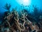 Underwater life on the Dutch Caribbean island of Bonaire
