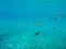 Underwater life kalogries, damselfish or Mediterranean Chromis in Kolona double bay Kythnos island Cyclades Greece, Aegean sea.