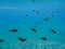 Underwater life kalogries, damselfish or Mediterranean Chromis in Kolona double bay Kythnos island Cyclades Greece, Aegean sea.