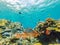 Underwater life landscape. Fish shoal at coral reef ocean underwater