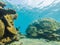 Underwater life landscape. Fish shoal at coral reef ocean underwater