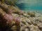 UNDERWATER life off the Kastos island coast, Ionian Sea, Greece - crystal clear water, rocks, seaweeds in summer.