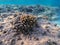 Underwater life of reef with close up view of corals and tropical fish. Coral Reef at the Red Sea, Egypt