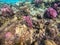 Underwater life of reef with close up view of corals and tropical fish. Coral Reef at the Red Sea, Egypt