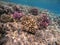 Underwater life of reef with close up view of corals and tropical fish. Coral Reef at the Red Sea, Egypt