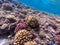 Underwater life of reef with close up view of corals and tropical fish. Coral Reef at the Red Sea, Egypt