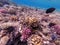 Underwater life of reef with close up view of corals and tropical fish. Coral Reef at the Red Sea, Egypt