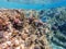 Underwater life of reef with close up view of corals and tropical fish. Coral Reef at the Red Sea, Egypt