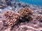 Underwater life of reef with close up view of corals and tropical fish. Coral Reef at the Red Sea, Egypt