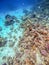 Underwater life of reef with corals, shoal of Lyretail anthias and other kinds of tropical fish.