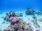 Underwater life of reef with corals, shoal of Lyretail anthias and other kinds of tropical fish.