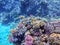 Underwater life of reef with corals, shoal of Lyretail anthias (Pseudanthias squamipinnis)