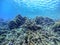 Underwater life of reef with corals and tropical fish. Coral Reef at the Red Sea, Egypt