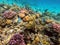 Underwater life of reef with corals and tropical fish. Coral Reef at the Red Sea, Egypt