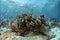 Underwater life Scene of Celebes Sea