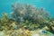 Underwater life sea plume soft coral with fish