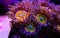 Underwater macro shot on Sunny D Zoanthus polyps colony soft coral in reef aquarium tank