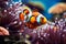 Underwater magic Clown fish explore a lively, colorful coral reef