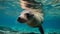 Underwater mammal, sea lion, swimming in tranquil sea generated by AI