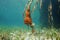 Underwater mangrove roots with encrusting sponge