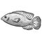 Underwater Marine Fish Cartoon Illustration in a Vector In Greyscale Black and White