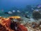 Underwater marine life, corals, fish and colorful