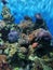 Underwater marine life with sea anemones, corals, clownfish and many other fishes