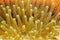 Underwater marine life tentacles of giant anemone