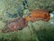 Underwater mating. Sea slug redbrown nudibranch or redbrown leathery doris Platydoris argo undersea, Aegean Sea.