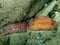 Underwater mating. Sea slug redbrown nudibranch or redbrown leathery doris Platydoris argo undersea, Aegean Sea.