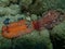 Underwater mating. Sea slug redbrown nudibranch or redbrown leathery doris Platydoris argo undersea, Aegean Sea.