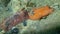 Underwater mating. Sea slug redbrown nudibranch or redbrown leathery doris Platydoris argo undersea, Aegean Sea.