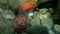 Underwater mating. Sea slug redbrown nudibranch or redbrown leathery doris Platydoris argo undersea, Aegean Sea.