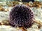 Underwater Mediterranean purple sea urchin - Sphaerechinus granularis