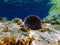 Underwater Mediterranean purple sea urchin - Sphaerechinus granularis