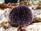 Underwater Mediterranean purple sea urchin - Sphaerechinus granularis