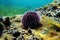 Underwater Mediterranean purple sea urchin - Sphaerechinus granularis