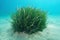 Underwater Neptune grass Posidonia oceanica tuft
