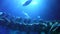 Underwater Ocean View with Whale Bones